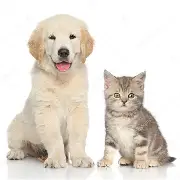 Bilderesultat for Hund og katt